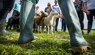 Schapen drijven als teambuilding activiteit