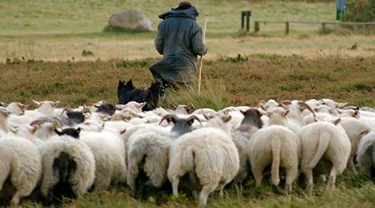 Mensen die schapendrijven