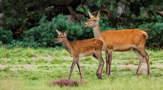 Ree in de heide